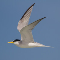 Least Tern